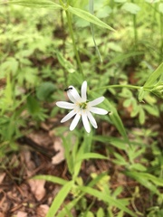 Rabelera holostea