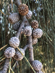 Casuarina