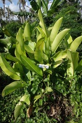 Heliconia indica