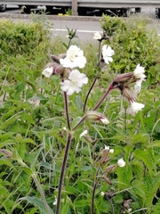 Silene latifolia
