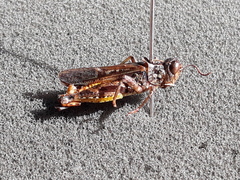 Aneuryphymus montanus