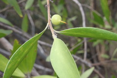 Persoonia stradbrokensis