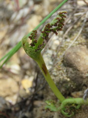 Botrychium campestre