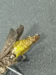 Aneuryphymus montanus