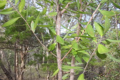 Persoonia stradbrokensis