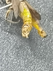 Aneuryphymus montanus