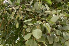 Alnus orientalis