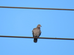 Streptopelia decaocto