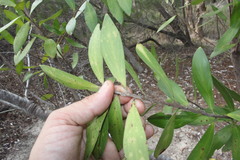 Persoonia stradbrokensis