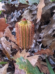 Banksia quercifolia