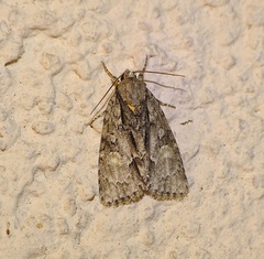 Acronicta strigosa