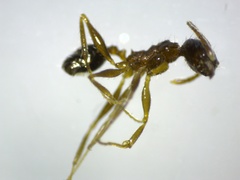 Pheidole