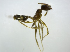 Pheidole