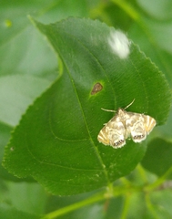 Petrophila canadensis