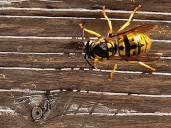 Vespula germanica