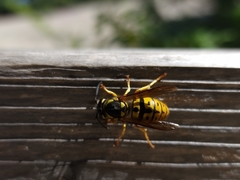 Vespula germanica