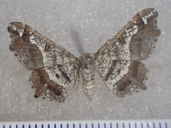 Chiasmia gratularia