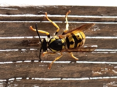 Vespula germanica