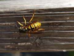Vespula germanica