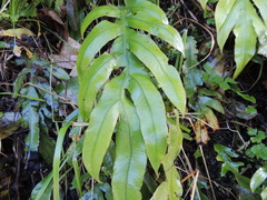 Blechnum colensoi