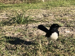 Rhipidura leucophrys