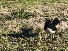 Rhipidura leucophrys