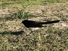 Rhipidura leucophrys