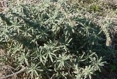 Echium angustifolium