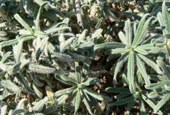 Echium angustifolium