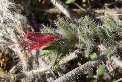 Echium angustifolium
