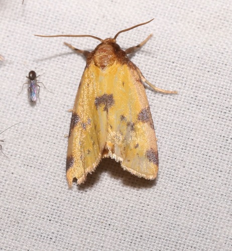 Obtuse Yellow photo 6
