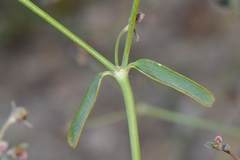 Euphorbia glanduligera image