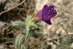 Echium angustifolium