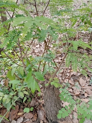 Prosopis africana