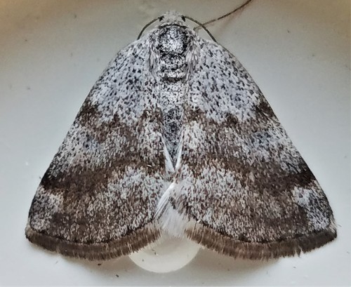 Lomographa semiclarata (Walker, 1866)
