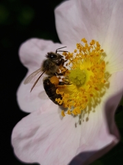 Apis mellifera