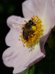 Apis mellifera