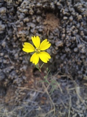 Calycadenia truncata