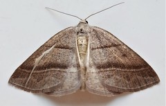 Petrophora subaequaria