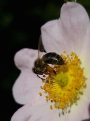 Apis mellifera