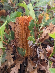 Banksia quercifolia