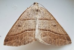 Petrophora subaequaria