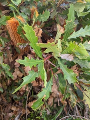 Banksia quercifolia