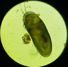 Cyprididae