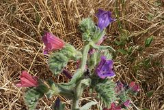 Echium angustifolium