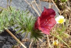 Echium angustifolium