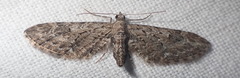 Eupithecia innotata