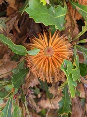 Banksia quercifolia