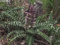 Acanthus syriacus