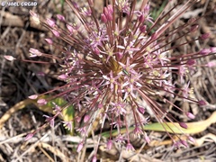 Allium schubertii